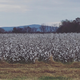 Cotton fields outside of Huntsville, Ala. (Panama Jackson)